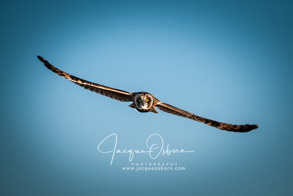 Short Eared Owl in Flight at Market Lake