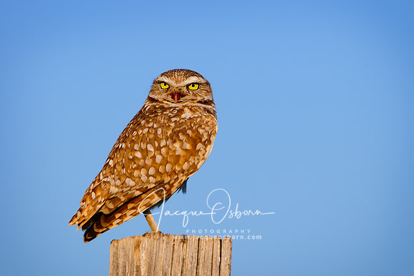 Burrowing Owl perched on a post in Eastern Idaho