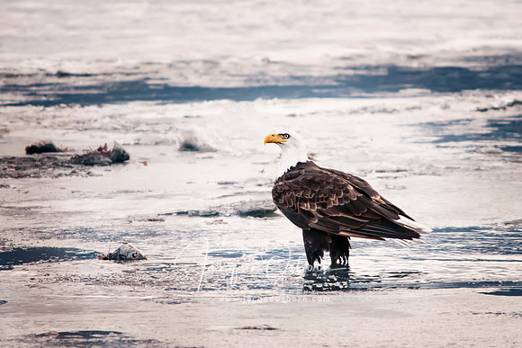 Eagle perched on Ice at Farminton Bay, Utah