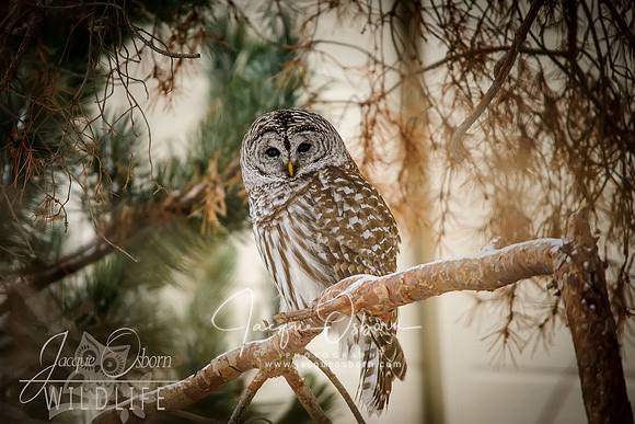 Barred Owl - Boise, Idaho