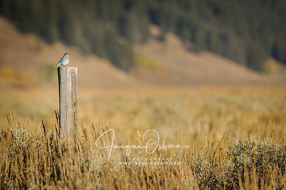 Bluebird on a Post near Gros Venture Campground