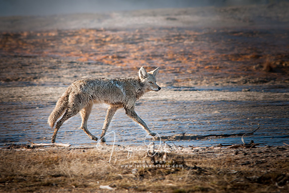 Coyote in Yellowstone National Park, Wyoming