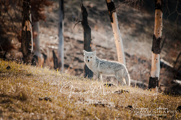 Coyote in Yellowstone National Park, Wyoming