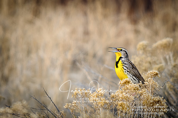 Western Meadlark - Camas National Wildlife Refuge - Idaho