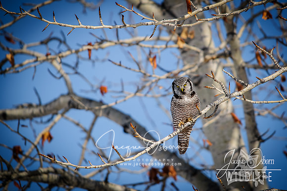 Northern Hawk Owl - Bellevue, Idaho