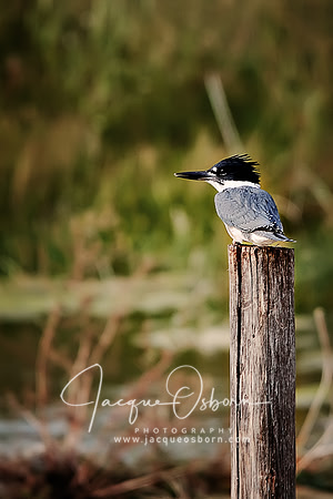Belted Kingfisher perched on a post in the Grand Teton National Park, Wyoming
