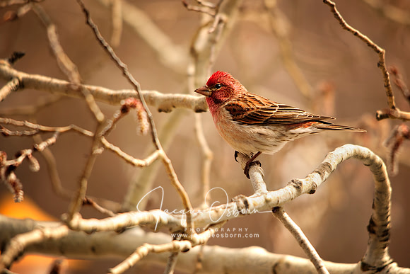 Cassin Finch - Victor, Idaho