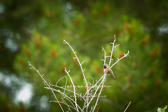Hummingbird - Idaho