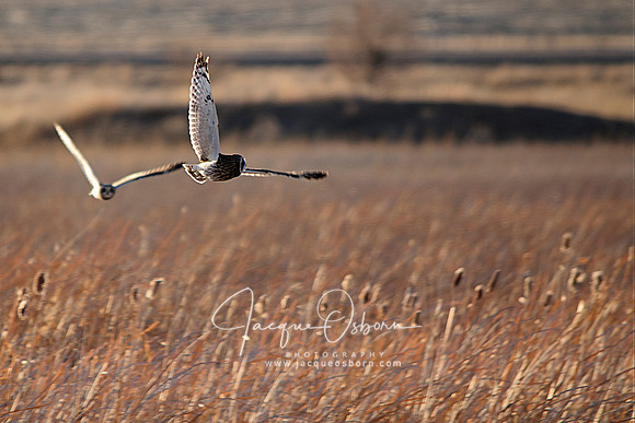 Short Eared Owls in Flight at Market Lake WMA