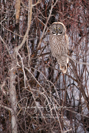 Great Gray Owl perched in tree near Jackson, Wyoming