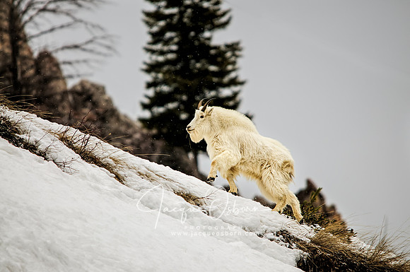 Mountain Goat climbing up a mountain