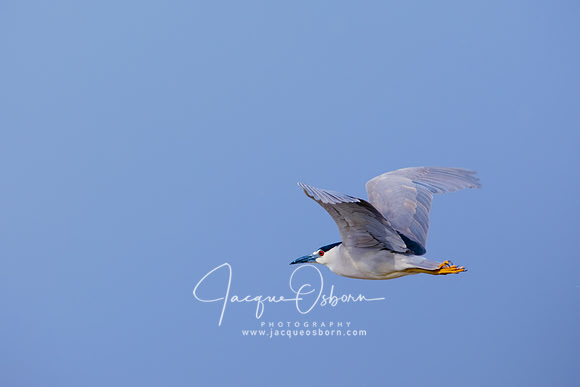 Night Heron in Flight at Hagerman Wildlife Management Area