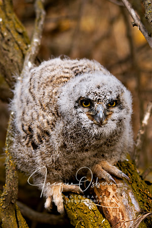 Fluffy Juvenile Great Horned Owl