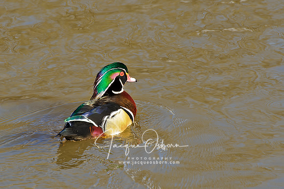 Male Wood Duck swimming in Pond near Boise, Idaho