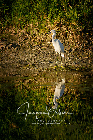 White Egret - Market Lake Wildlife Refuge - Idaho Falls, Idaho