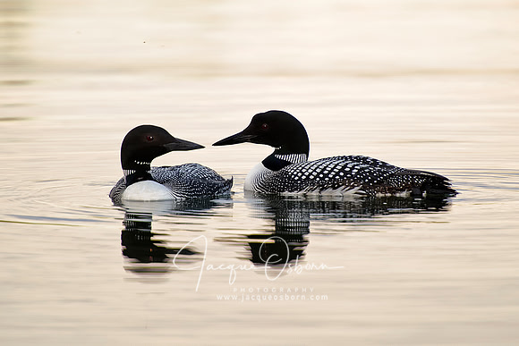 Pair of Loons floating on pond near Idaho Falls, Idaho