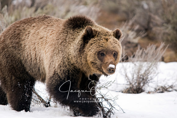 Grizzly Bear On the Prowl in Grand Teton National Park, Wyoming