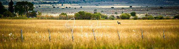 Deer standing in a Golden Field near Castle Rock State Park, Idaho