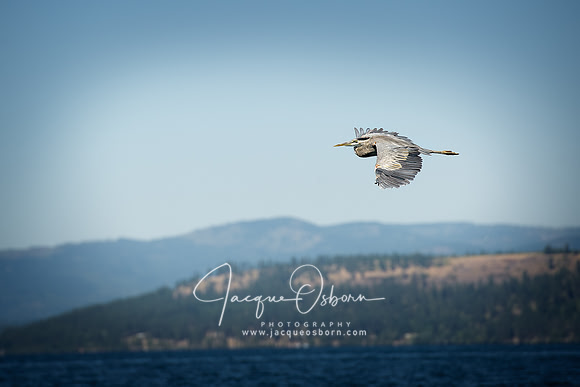 Great Blue Heron flying over Lake Coeur d'Alene