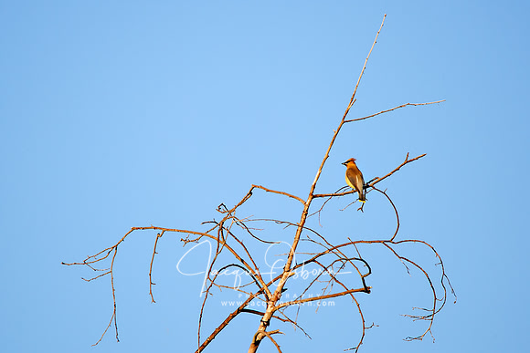 Waxwing perched in a tree