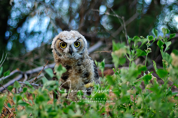Close up of a Juvenile Great Horned Owl