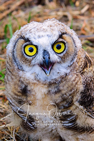 Close up of a Juvenille Great Horned Owl at Market Lake Management Area