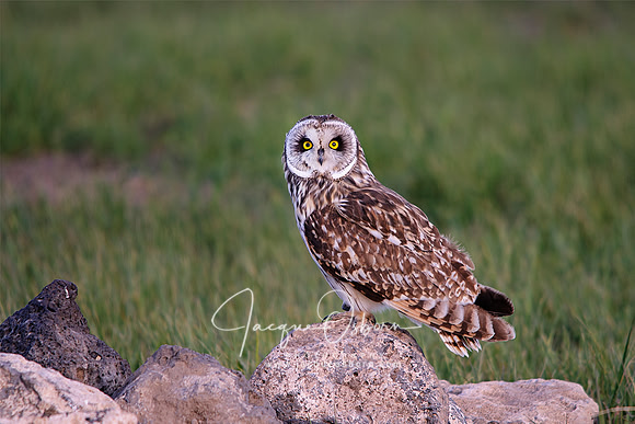 Short Eared Owl perched on Rocks near Idaho Falls, Idaho