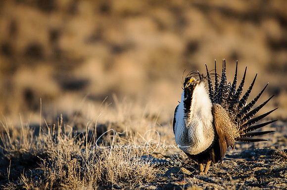 Greater Sage Grouse