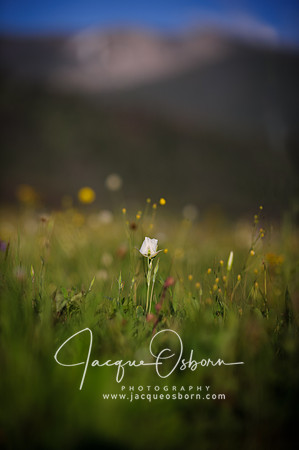 Wild Rose in the Sawtooth National Forest -Jacque Osborn Photography - Buhl, Idaho Photographer