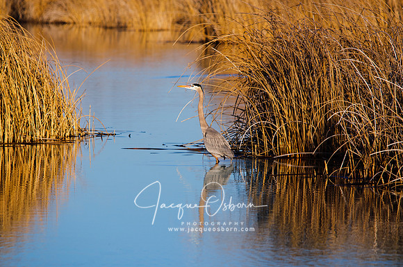 Blue Heron wading through water