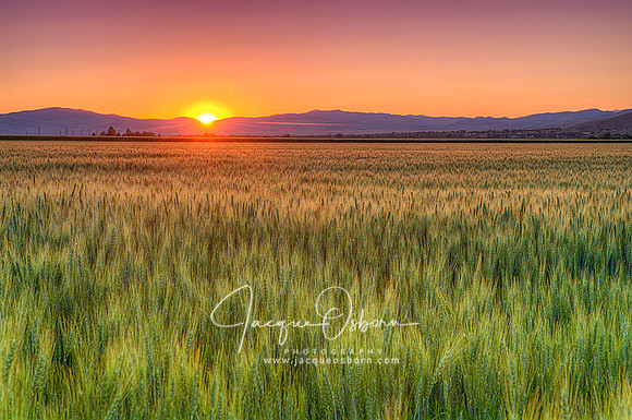 Sunset over Wheat Field near Weiser, Idaho - Jacque Osborn Photography - Buhl, Idaho Photographer